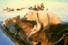 8 ugers isbjørneunge indfanget under isbjørnejagt i Thule